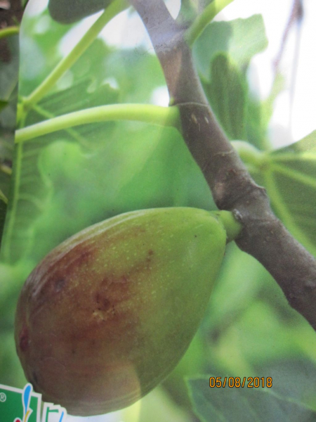 Ficus carica Goutte d or